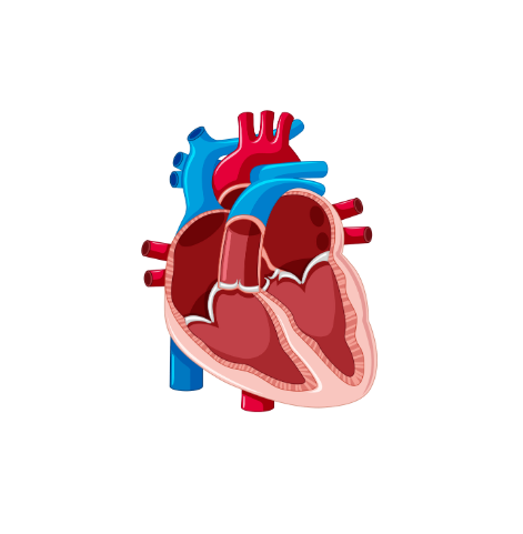 Notre Parcours Insuffisance Cardiaque 